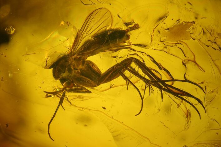 Detailed Fossil Fly (Diptera) In Baltic Amber #142236